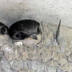 Cómo retirar los nidos de golondrina en una comunidad de propietarios